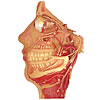 Anatomical Head