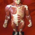 Anatomy