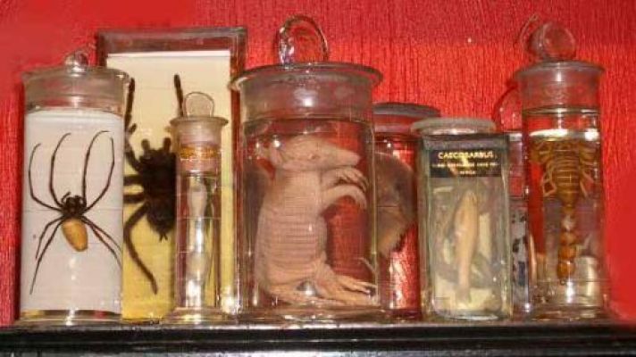 Other photos of horseshoe crab