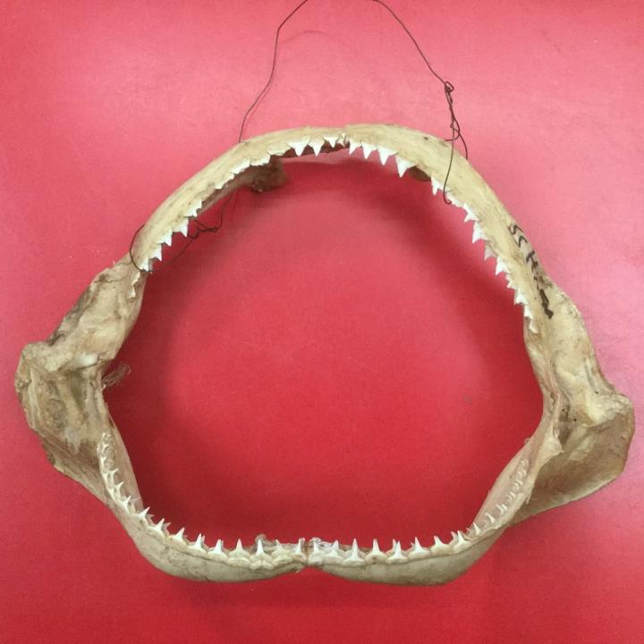 Shark Jaw small CURIOUS SCIENCE