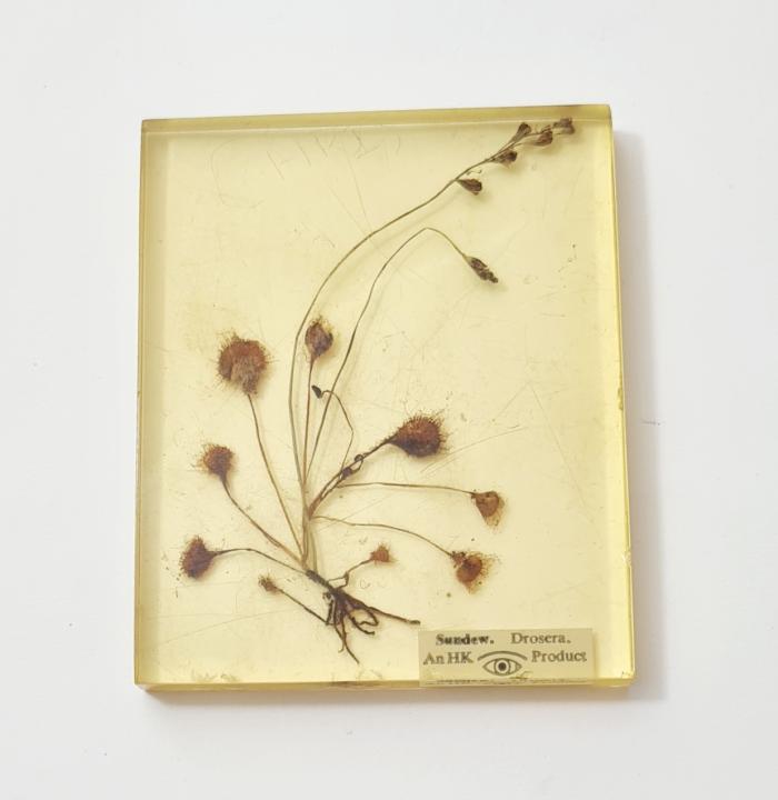 Botanical Specimen In Resin CURIOUS SCIENCE