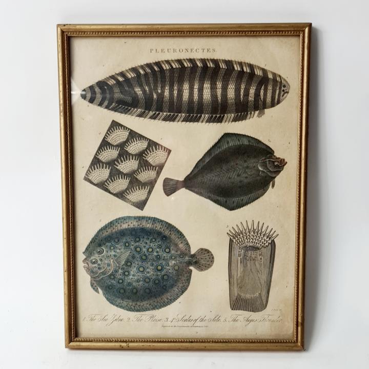 Framed Picture Of Fish - Flounders | CURIOUS SCIENCE