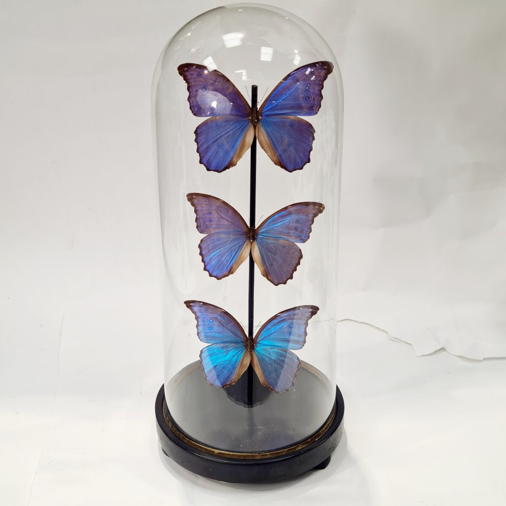 Domed Butterfly Display | CURIOUS SCIENCE