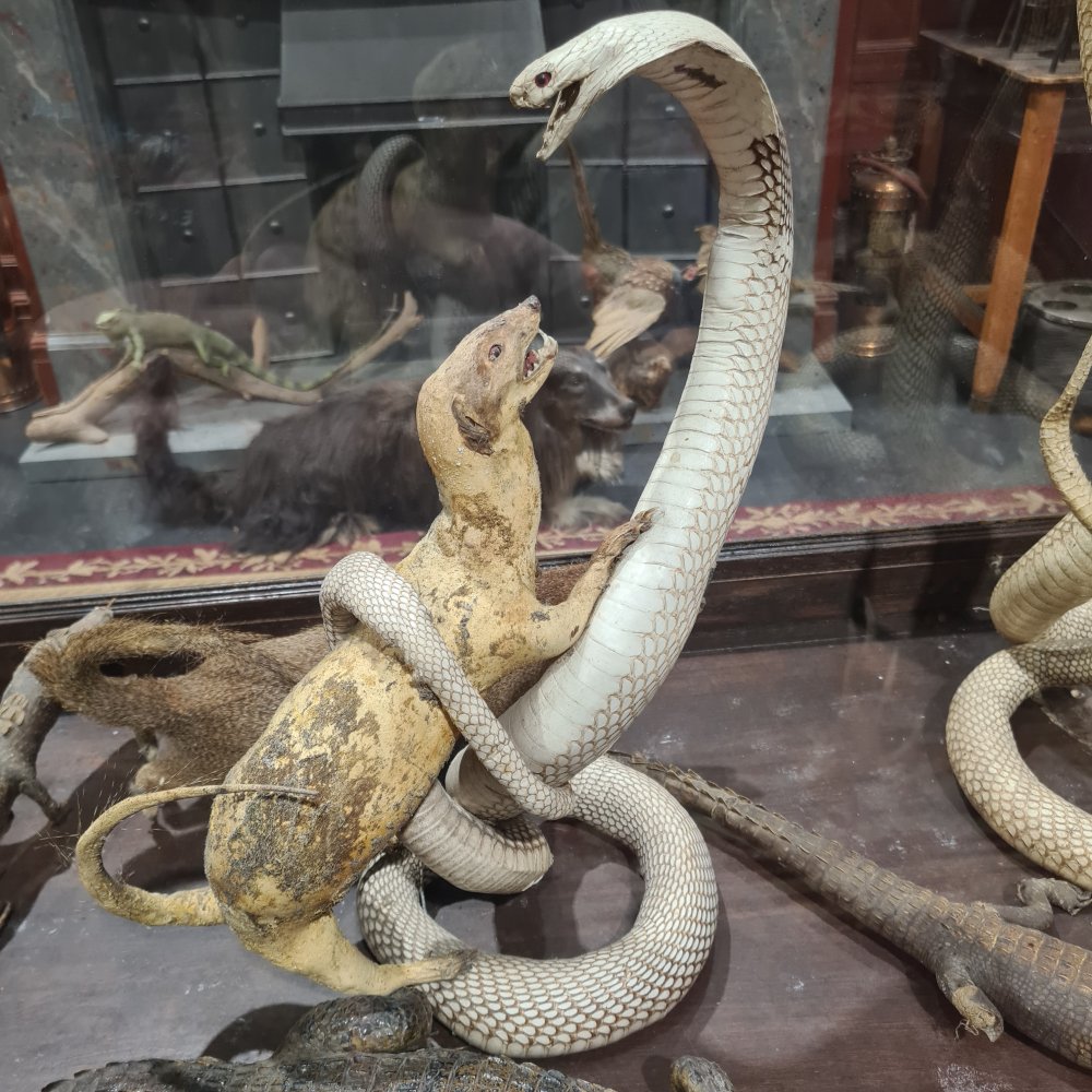 Taxidermy Snake and Mongoose | CURIOUS SCIENCE - Taxidermy Plastic Snake