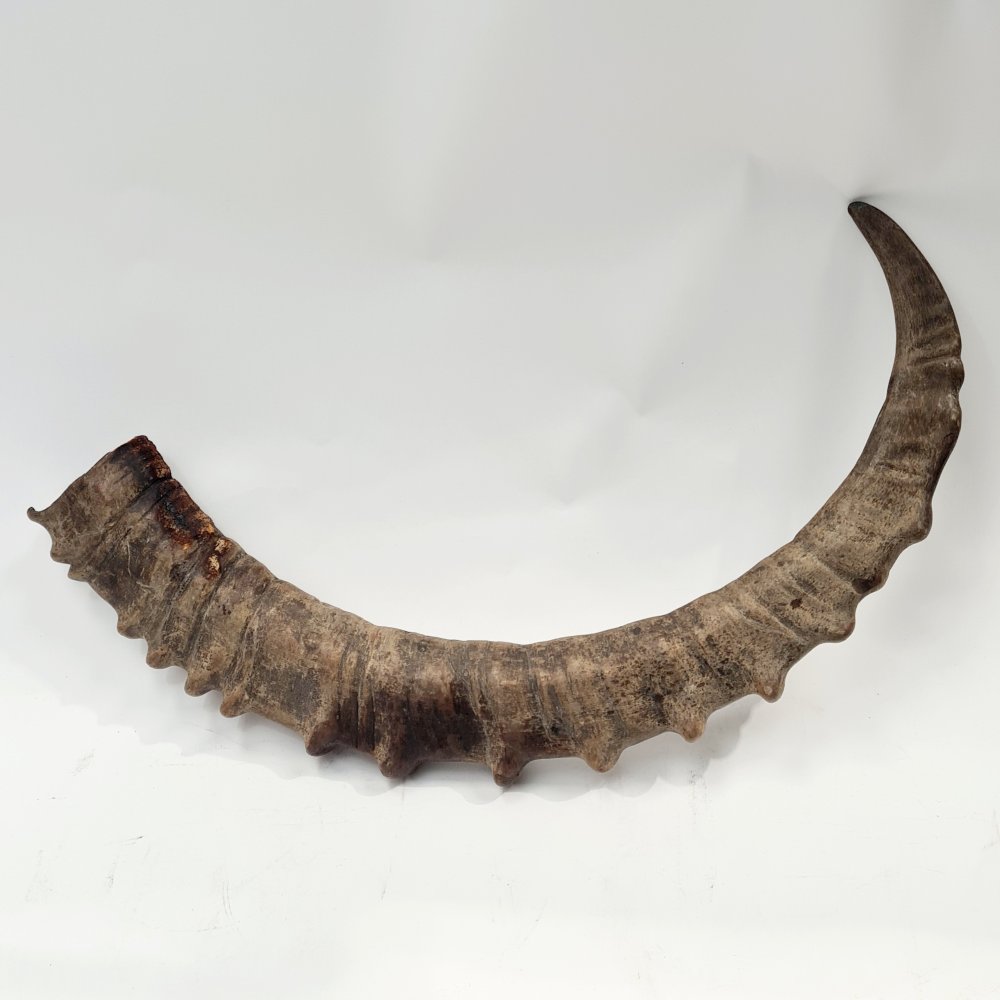 Horn Science Large Antler / Horn | CURIOUS SCIENCE