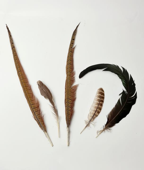 Selection Of Feathers/Quills (each) CURIOUS SCIENCE