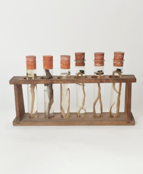 Rack Of Wet Specimens CURIOUS SCIENCE