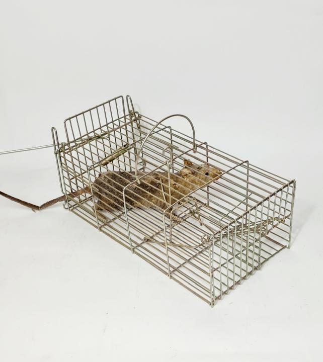 Humane Trap CURIOUS SCIENCE