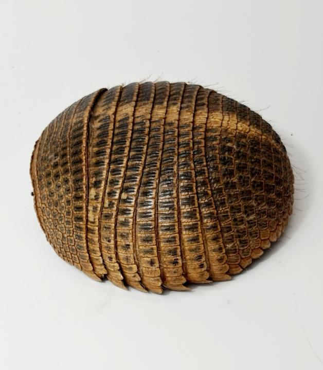 Armadillo Shell CURIOUS SCIENCE