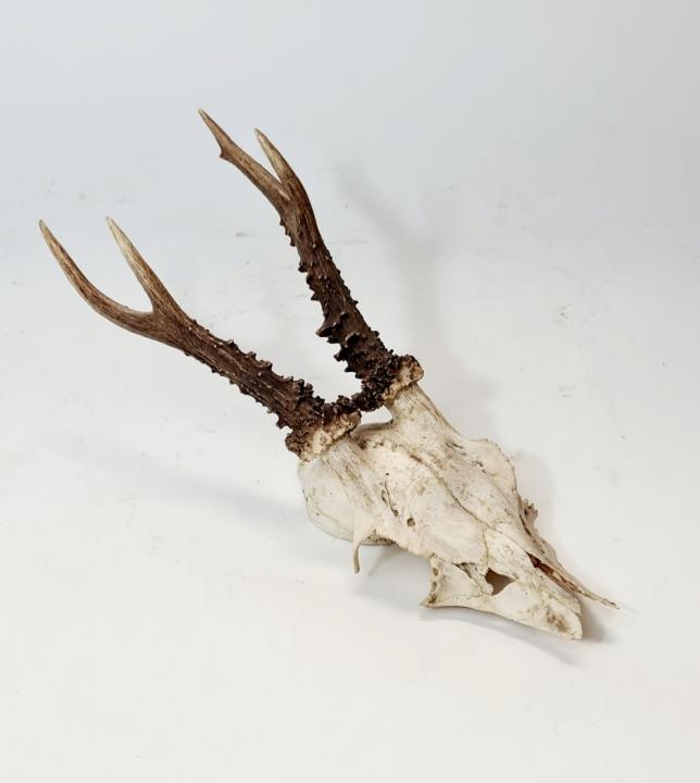 Horned Animal Skull CURIOUS SCIENCE