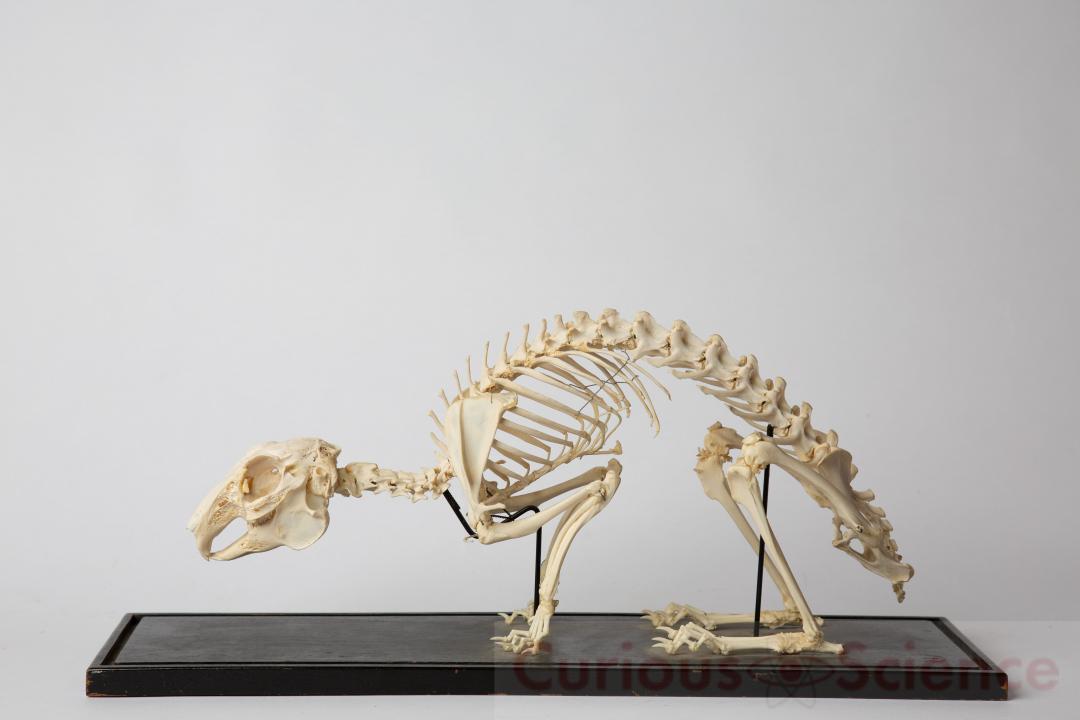Mounted Rabbit Skeleton | CURIOUS SCIENCE
