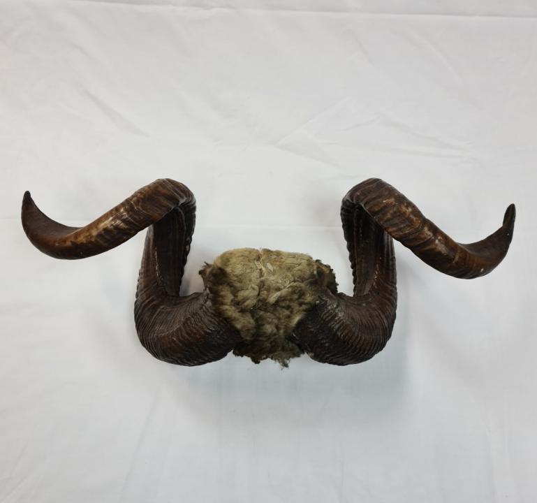 Rams Horns CURIOUS SCIENCE