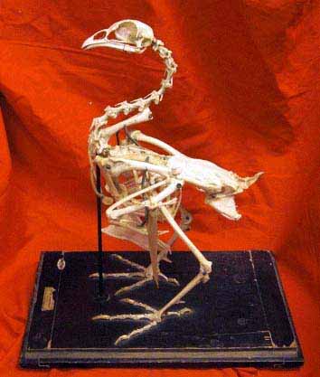 Antique Bird Skeleton | CURIOUS SCIENCE