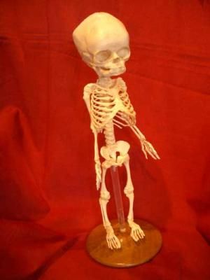 Baby skeleton on stand, replica. | CURIOUS SCIENCE