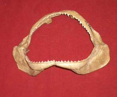 Shell Jaw Shark jaw | CURIOUS SCIENCE