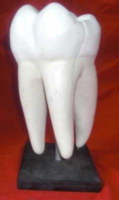Large Model Tooth | CURIOUS SCIENCE