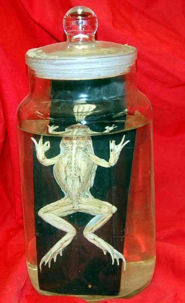 preserved frog in glass jar curious science weights and measures charts