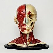 Anatomical Models