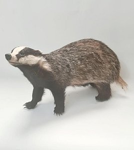 Taxidermy Badger