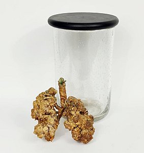 Imitation Human Lung In Aged Glass Jar