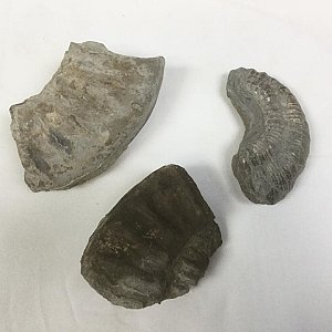 Medium Fossil (priced individually)