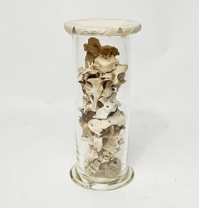 Small Animal Bones In Glass Cylinder