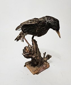 Taxidermy Bird