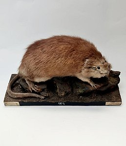 Taxidermy Mole Rat / Ground Hog