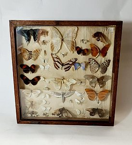 Cased Butterfly Collection