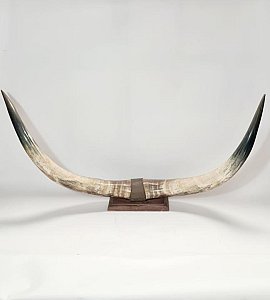 Long Horns