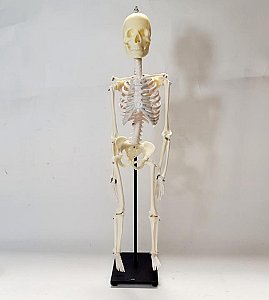 Small Mounted Human Skeleton Model