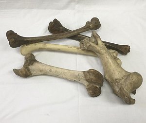 Large Bones (priced individually)