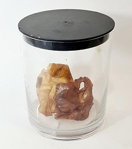Face Models In Glass Jar