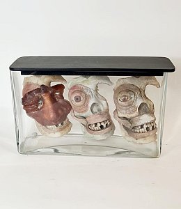 3 x Model Faces In Glass Jar Showing Muscles, etc.