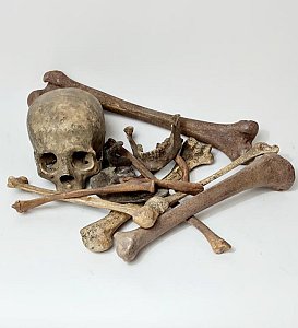 Partial Human Skeleton (composite)