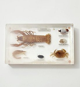 Crustaceans In Resin