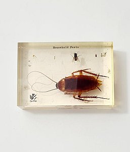 Household Pests In Resin