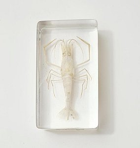 Shrimp In Resin