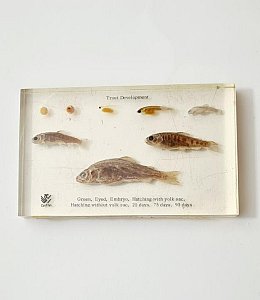 Trout Development In Resin