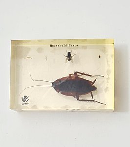 Household Pests In Resin