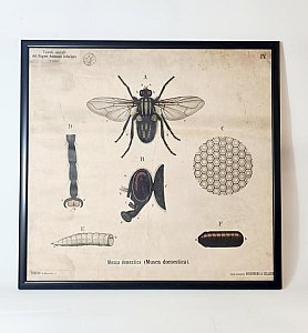 Large Vintage Framed Insect Print