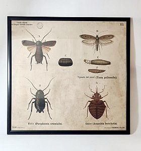 Large Vintage Framed Insect Print