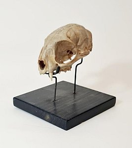 Mounted Cat Skull