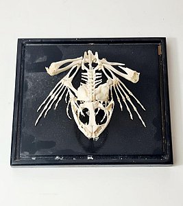 Cased Frog Skeleton