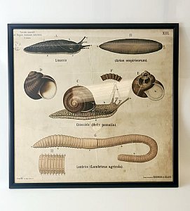 Large Vintage Framed Invertebrate Print