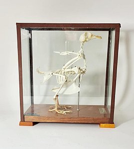 Small Bird Skeleton In Case