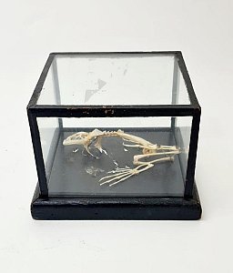 Incomplete Frog Skeleton In Case