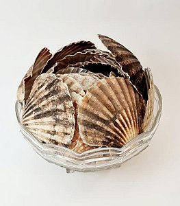 Bowl Of Clam Shells