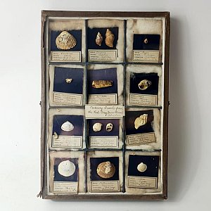 Vintage Shell Display In Glass Case