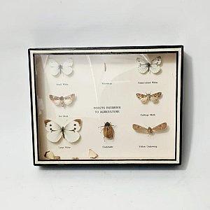 Cased Butterflies and Insects